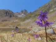 54 Soldanella alpina (Soldanella alpina ) con vista in Valletto